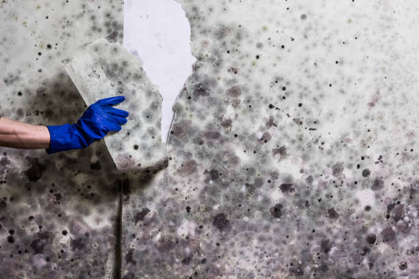 Professional Mold Remediation in Hartford City, IN